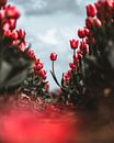 Beautiful maverick by Larissa van Hooren thumbnail
