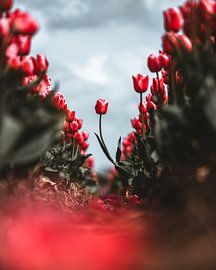 Schöner Außenseiter von Larissa van Hooren