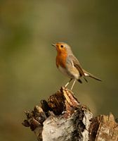 Robin