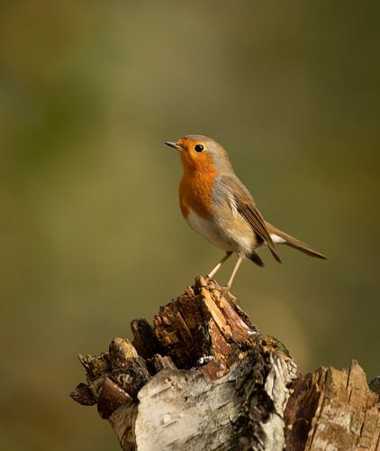 Robin