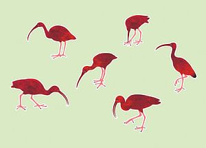 Roter Ibis von Studio Mattie