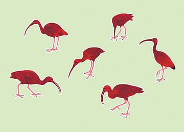 Rode ibissen van Studio Mattie