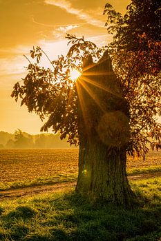 Sonnenaufgang über Münster