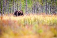 Bear on the prowl
