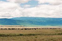 Troupeau de buffles dans la plaine – Ngorongoro Crater, Tanzania