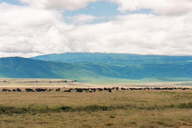 Troupeau de buffles dans la plaine – Ngorongoro Crater, Tanzania par RobinV