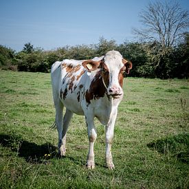 Limburger Kuriosität: Porträt einer Kuh von Kristof Leffelaer