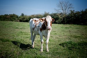 Limburgse Nieuwsgierigheid: Portret van een Koe