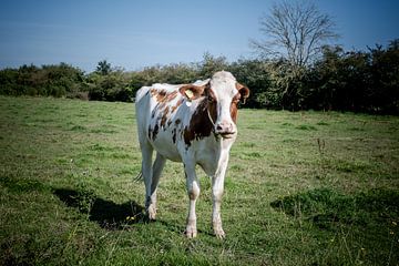 Limburger Kuriosität: Porträt einer Kuh