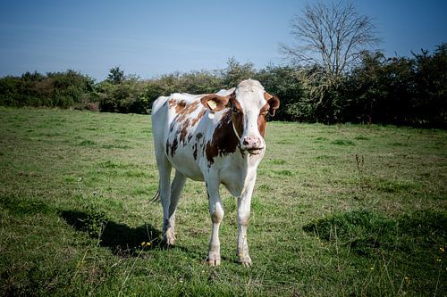Limburgse Nieuwsgierigheid: Portret van een Koe