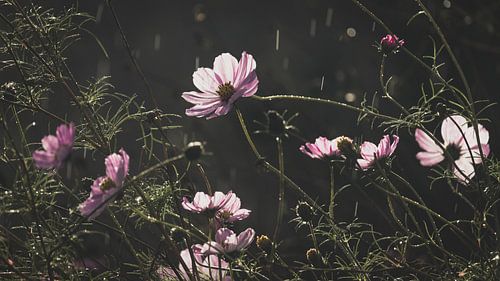 Het regent in de tuin