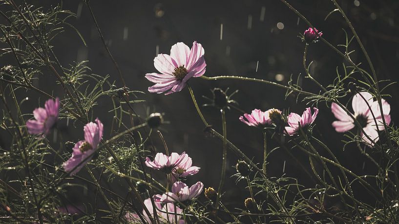 Es regnet im Garten von Imladris Images