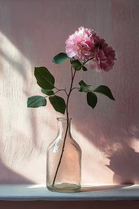 Rose rose dans la lumière du matin