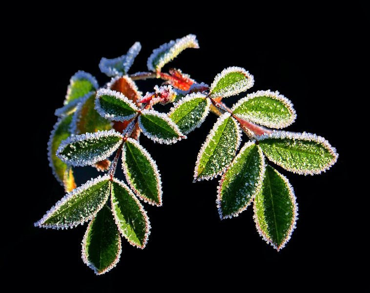 Ice Cream Plants (Frozen Leaves) by Caroline Lichthart