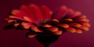 Panorama einer roten Gerbera
