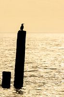 Cormorant at sunset