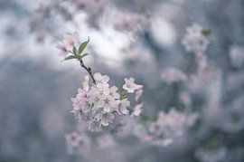 flowers part 386 by Tania Perneel