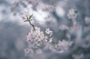 Blumen Teil 386