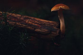 Paddestoel boven de grond