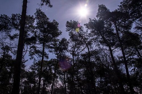 Nationaal Park De Loonse en Drunense Duinen