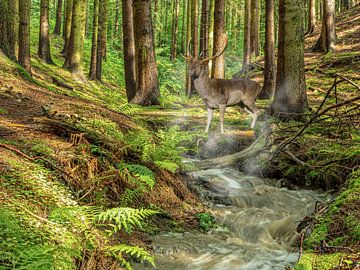 Forest with mountain stream and a deer by Animaflora PicsStock