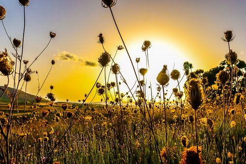 Sardegna sur Jeroen Rosseels