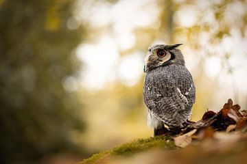 Schöne Eule im Wald von KB Design & Photography (Karen Brouwer)