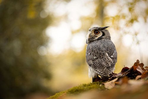 Beautiful owl in the forest