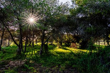 Le murmure de la lumière à travers la canopée - La splendeur naturelle d'Albufeira sur Femke Ketelaar