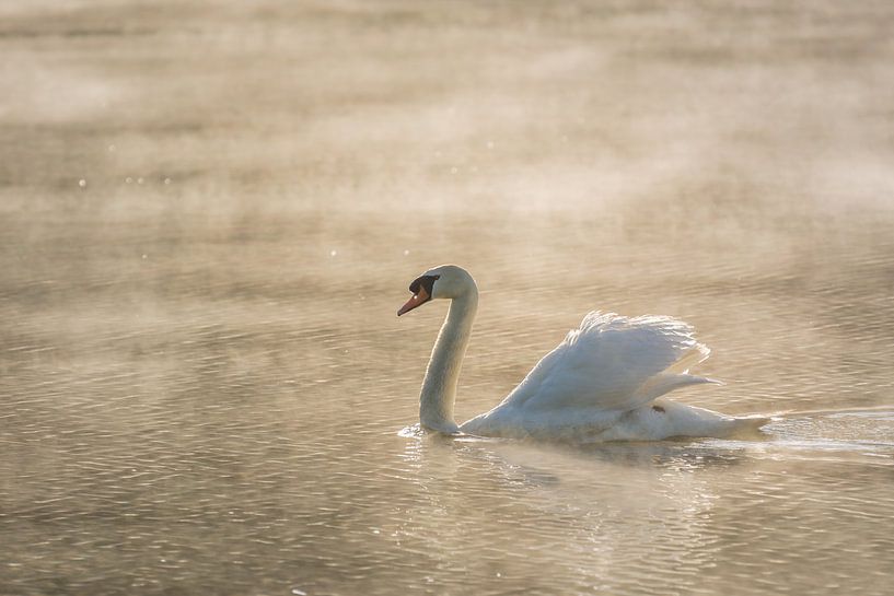 Zwaan op een meer tijdens een mistige zonsopkomst in de Cranenweyer van John van de Gazelle fotografie