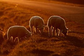 Schapen in de zon van Koen Mol