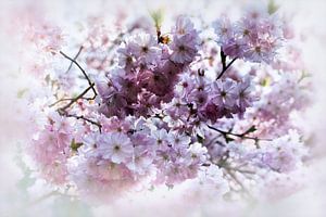 Cherry Blossom Dream I