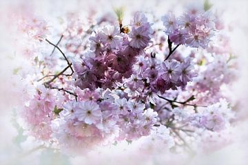 Cherry Blossom Dream I by marlika art