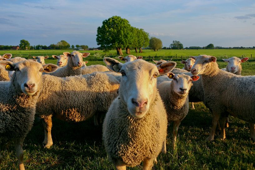 curious sheep by Robin Hendriks