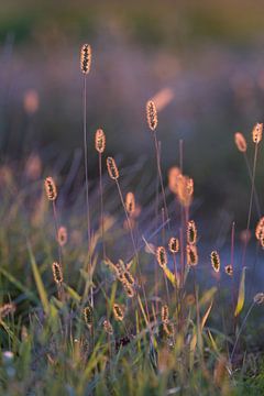 Herbes en contre-jour sur Silvio Schoisswohl