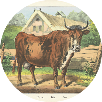 Koe, Firma Joseph Scholz, 1829 - 1880