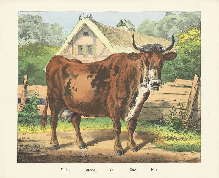 Vache. / Vacca. / Kuh. / Cow. / Cow, firm of Joseph Scholz, 1829 - 1880 by Gave Meesters