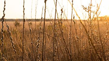 De avondzon die bleef hangen van Captured Created by Cathleen