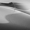 Flamingo In The Desert von Jonas Loose