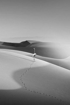Flamingo In The Desert by Jonas Loose