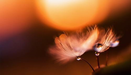 Planten met zonsondergang