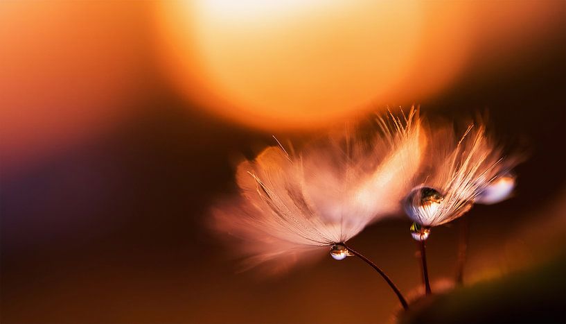Plants with sunset by Mustafa Kurnaz