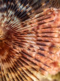 Sabella spallanzanii by Enak Cortebeeck