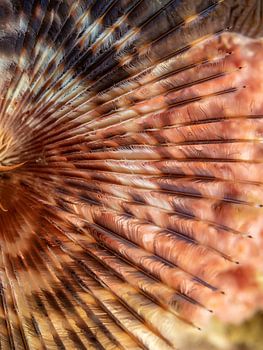 Sabella spallanzanii