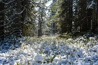 Wunderschöne Winterlandschaft im Wald bei Sonnenschein
