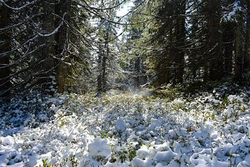 Mooi winterlandschap in het bos in de zon van David Esser