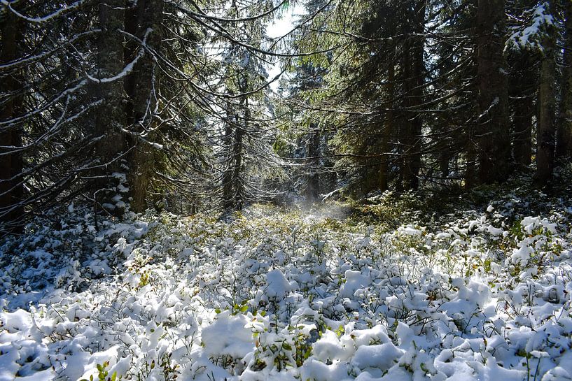Beautiful winter landscape in the forest with sunshine by David Esser