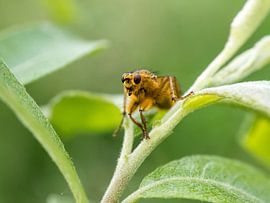 Drek vliegje op blad by Raymond Schrave