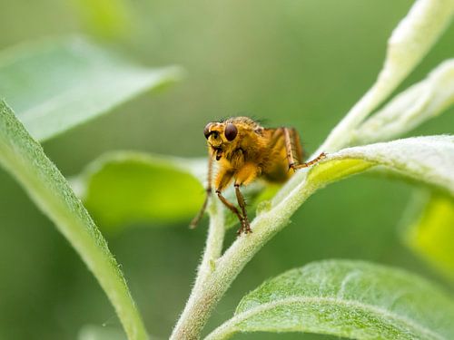 Drek vliegje op blad