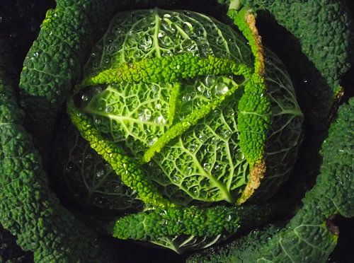 A Cabbage After The Rain